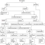 Classification of textile fiber chart