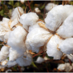 Raw Cotton Fiber