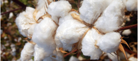 Raw Cotton Fiber