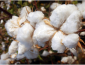 Raw Cotton Fiber