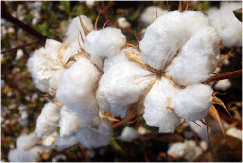 Raw Cotton Fiber - Polytechnic Hub