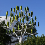 Wind tree